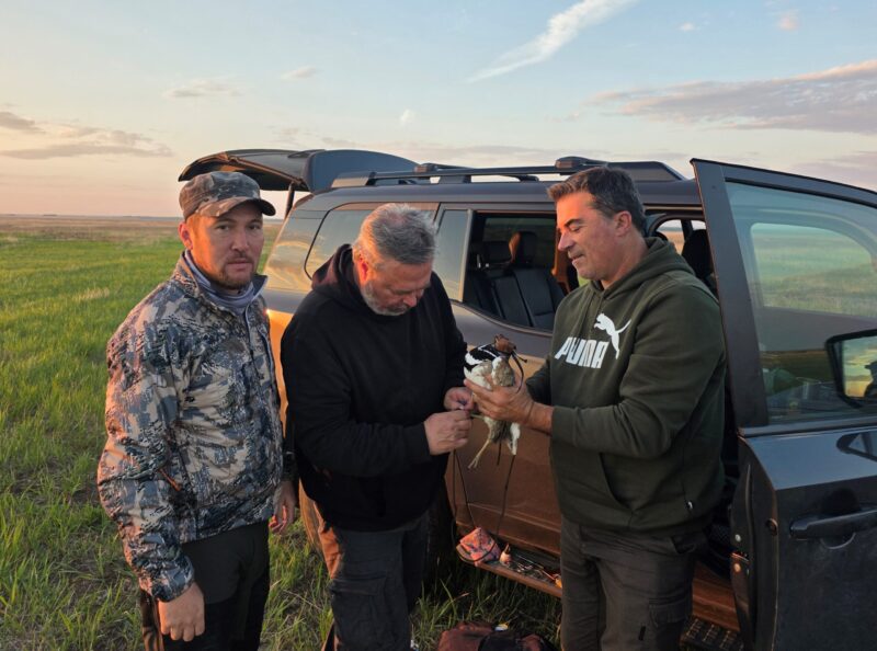 Орнитологи закрепляют GPS-передатчик на спине стрепета во время полевых работ в степи Акмолинской области