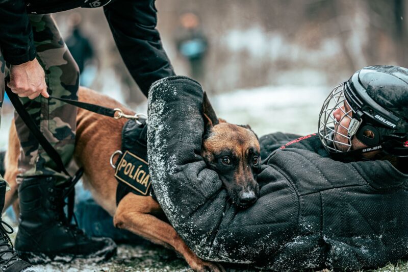 Полицейские и служебная немецкая овчарка на тренировке на заснеженной улице